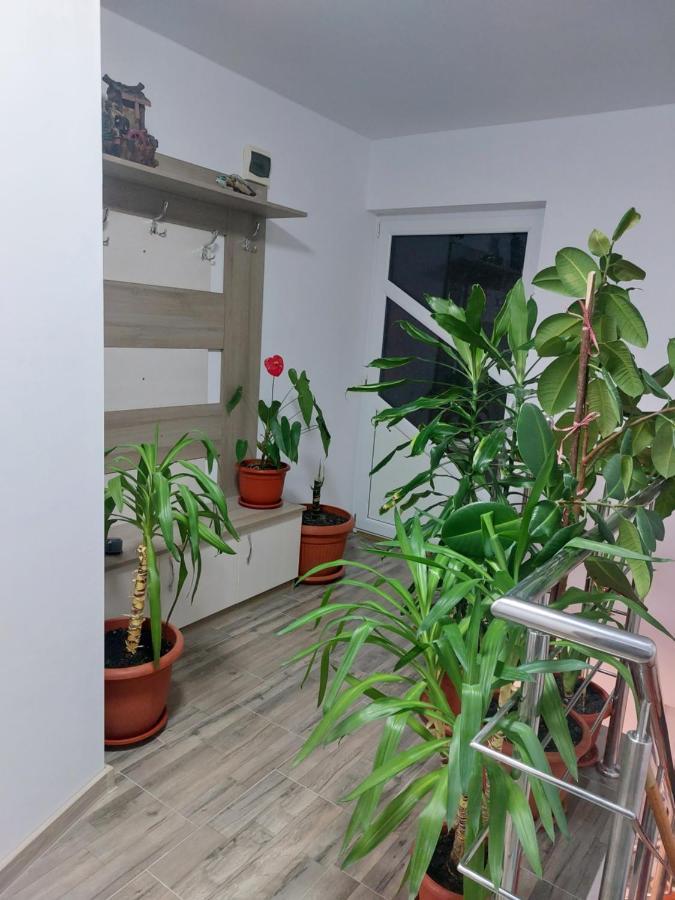 Vila Georgeta Zărneşti Εξωτερικό φωτογραφία